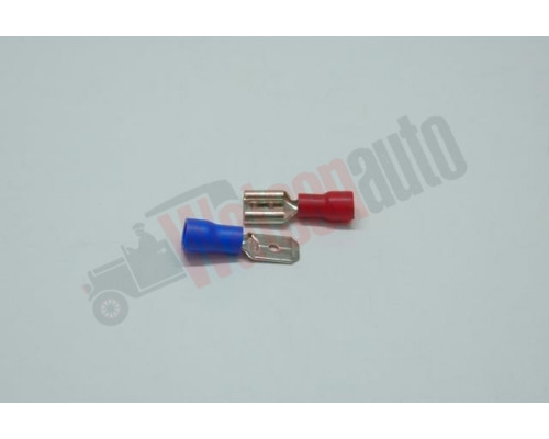 STX79 Cambric femelă